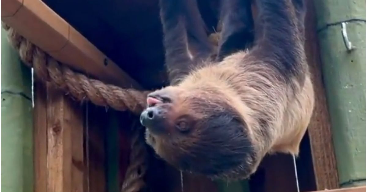 Here's How You Can Name Two Adorable Sloth Pups At The San Antonio Zoo