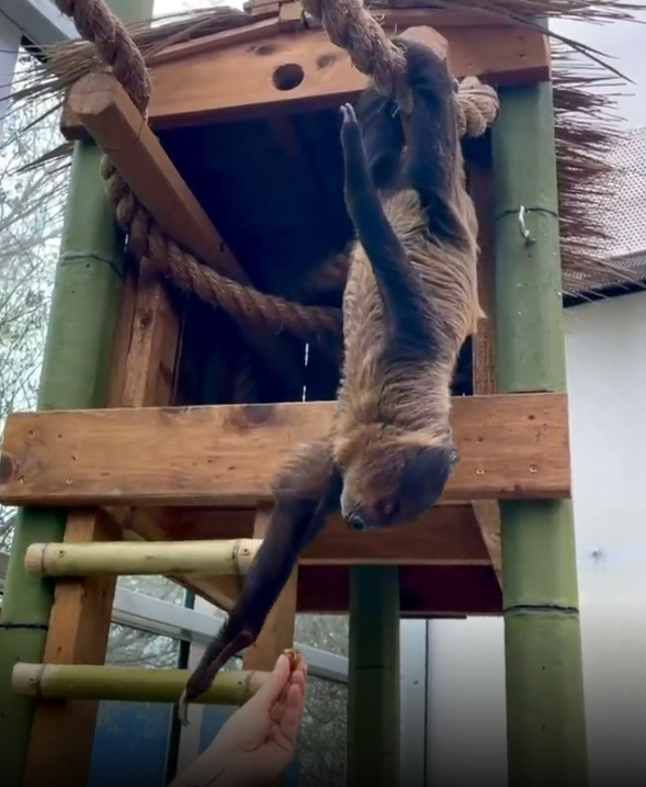 Here's How You Can Name Two Adorable Sloth Pups At The San Antonio Zoo