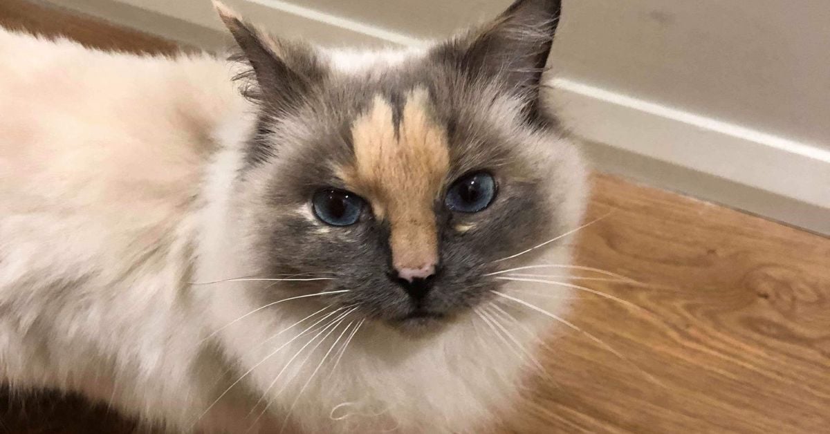 Cat Owners More Susceptible to Schizophrenia, Study Finds