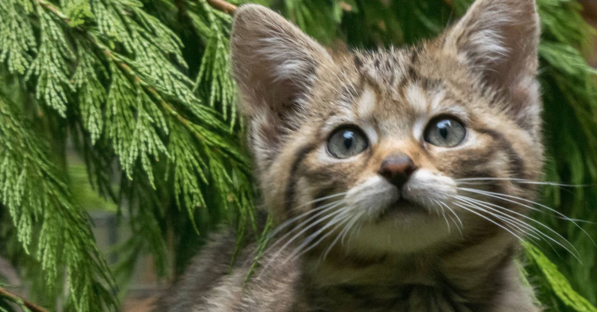 Cat Owners More Susceptible to Schizophrenia, Study Finds