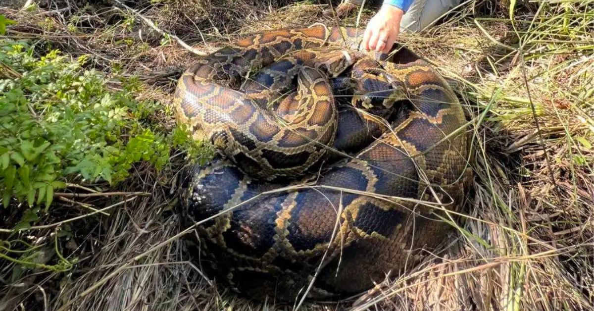 RecordBreaking 500 Pounds of Invasive Python Caught in Florida