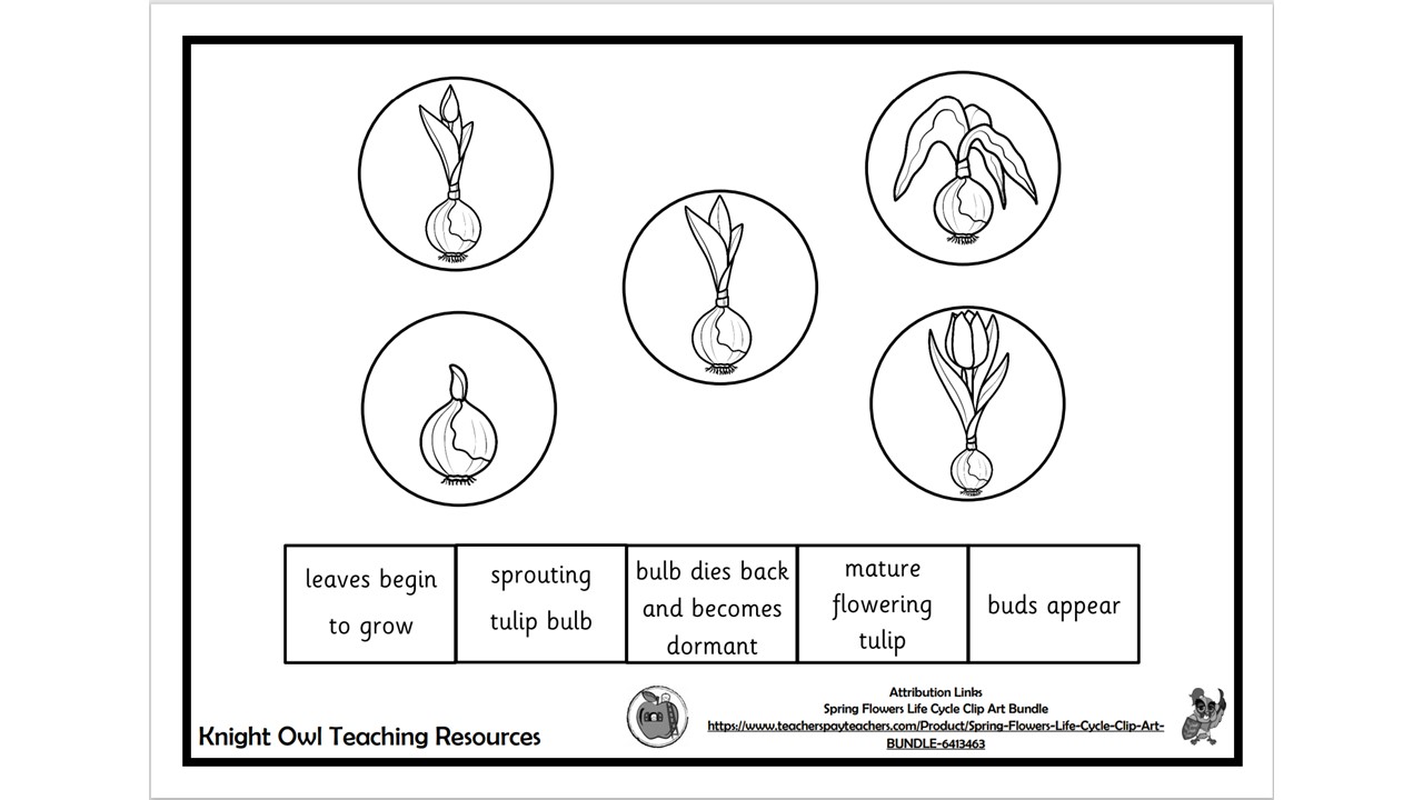 LO I know the life cycle of a tulip plant