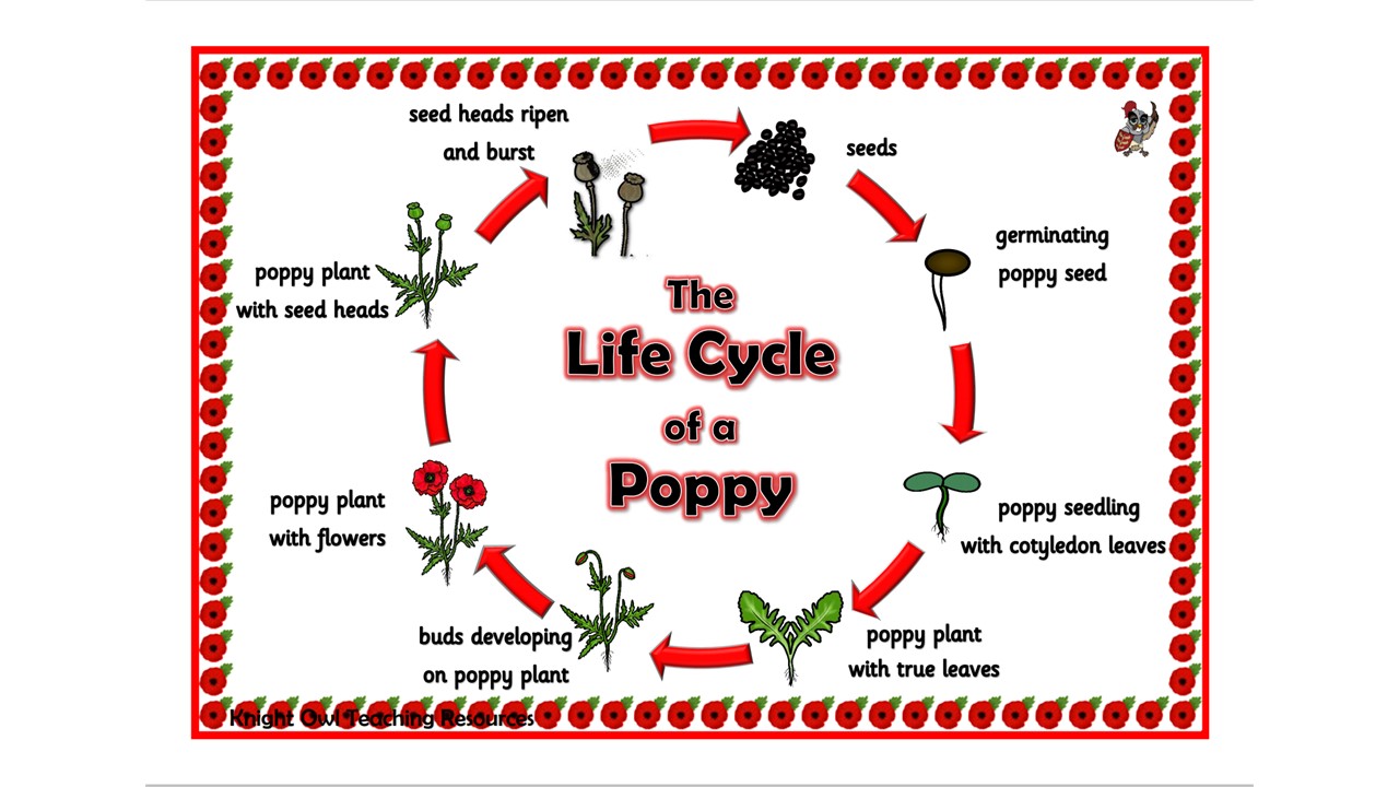 Life Cycle of a Poppy Poster