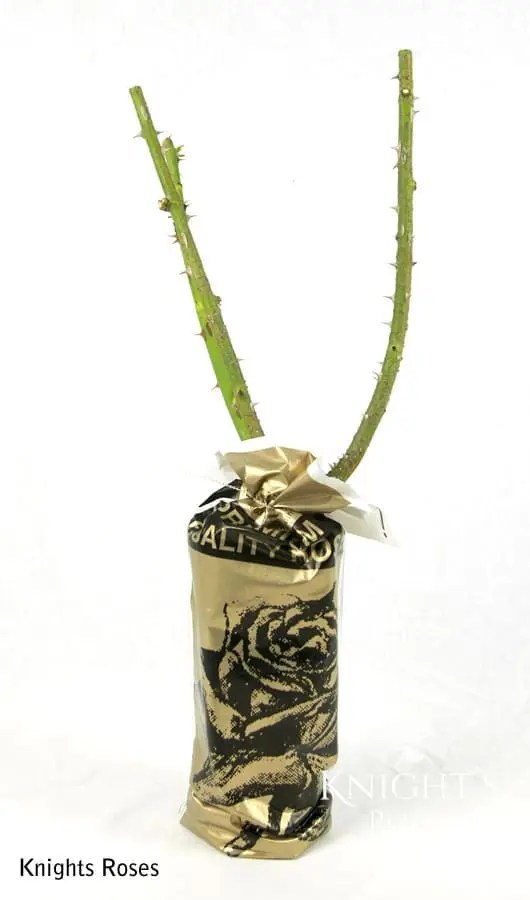 Nahema Climbing BUY THIS ROSE ONLINE Knight's Roses Australia