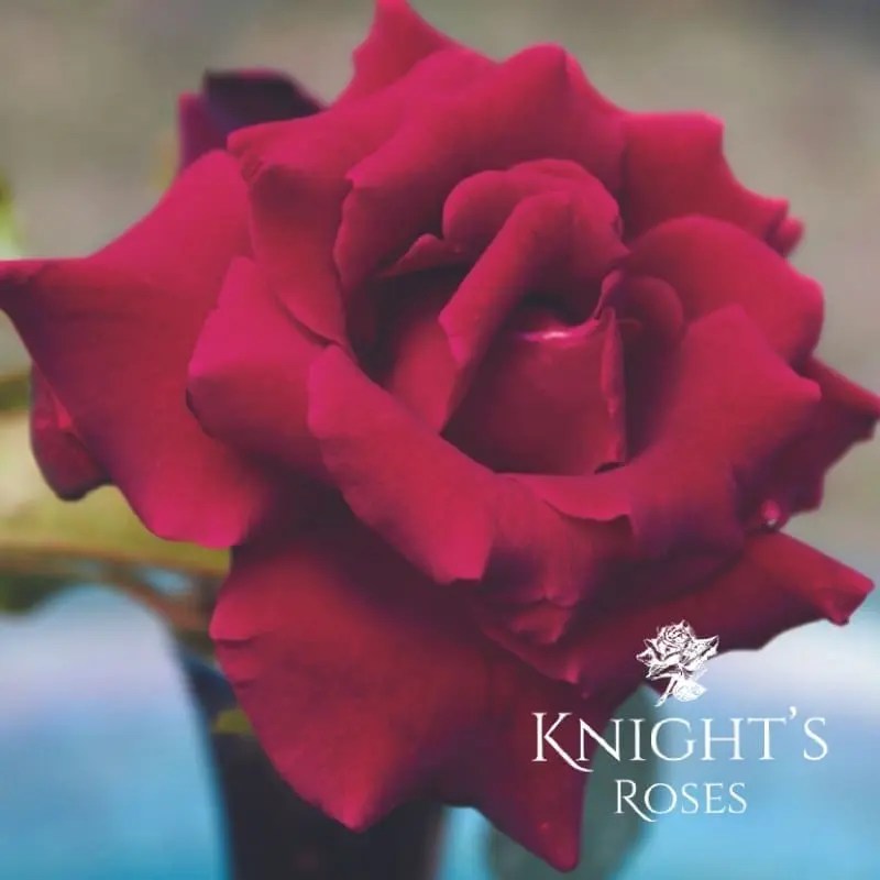 Smooth Ruby Red BUY THIS ROSE ONLINE Knight's Roses Australia