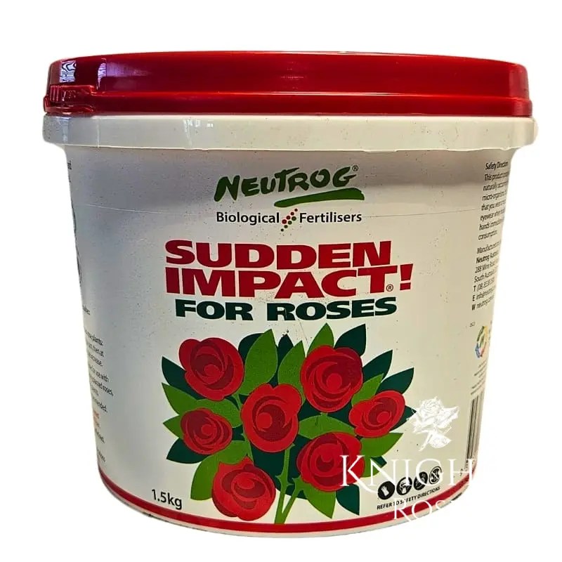 Sudden Impact for Roses 1.5kg Bucket BUY THIS ROSE ONLINE Knight's