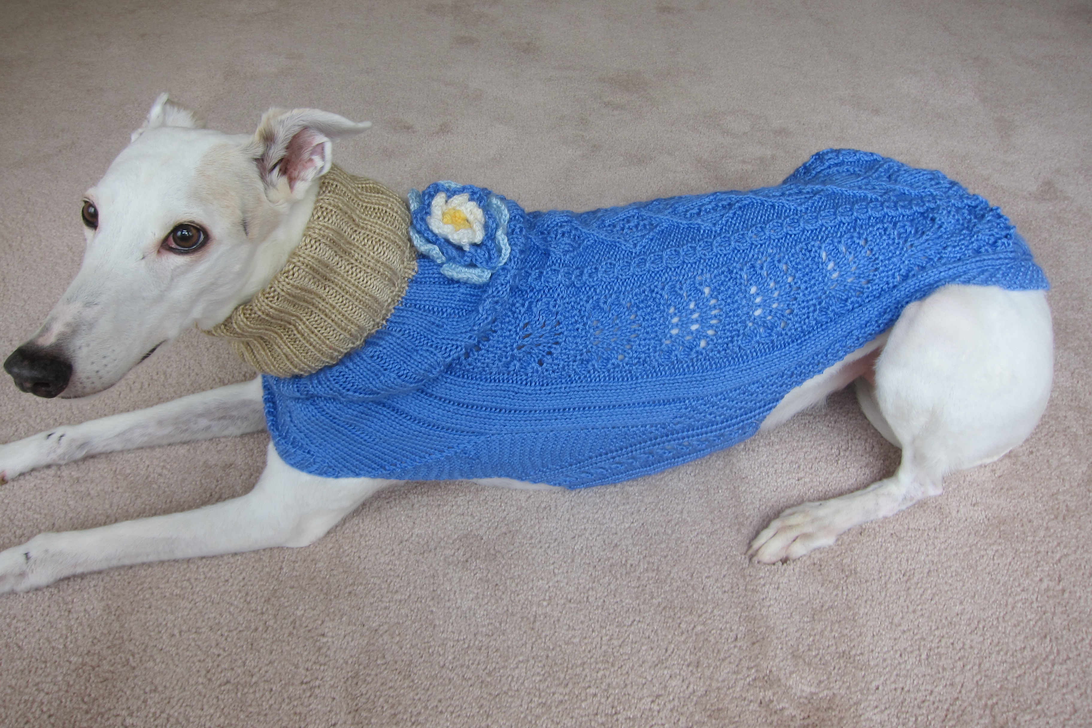 She Knits Sweaters for Greyhounds In Need KnitHacker