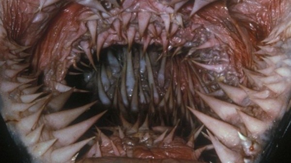 世界で最も恐ろしい歯を持つ生物たち…みんな違ってみんなキモイ… バズニュース速報