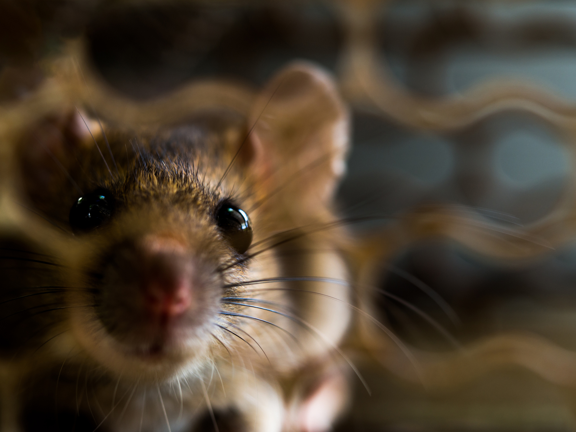 How to Keep Rodents Away From Insulation Knockout Pest Control