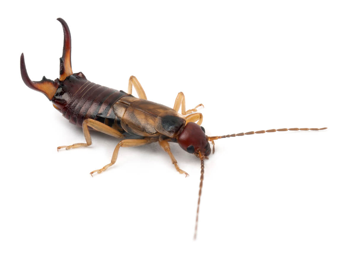 Why Are There Earwigs in My House? Knockout Pest Control