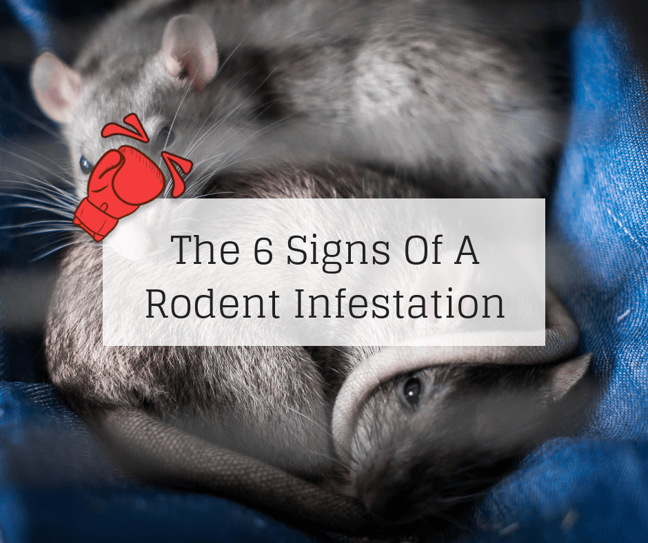 The 6 Signs Of A Rodent Infestation Knockout Pest Control