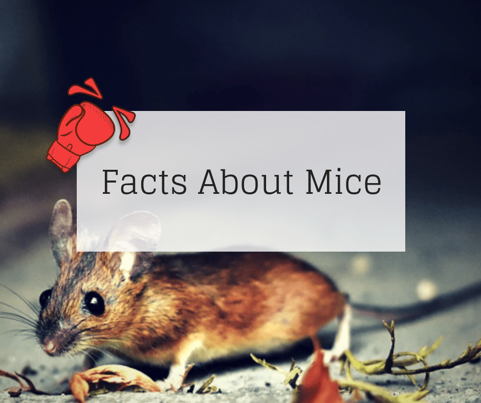 Facts About Mice Knockout Pest Control