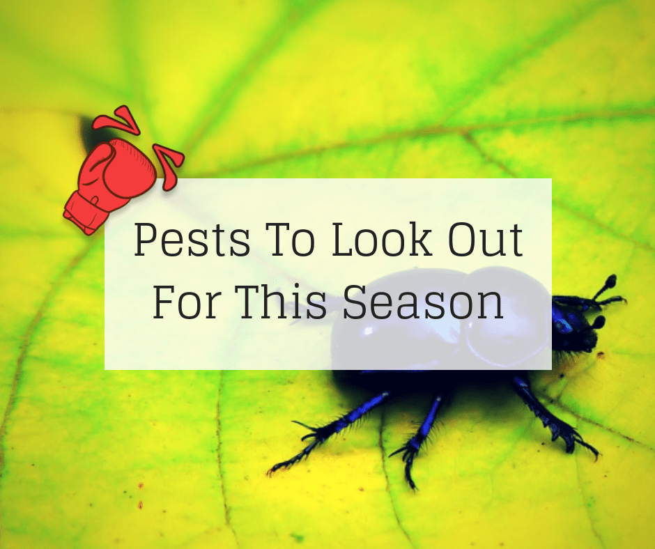 Pests To Look Out For This Season Knockout Pest Control