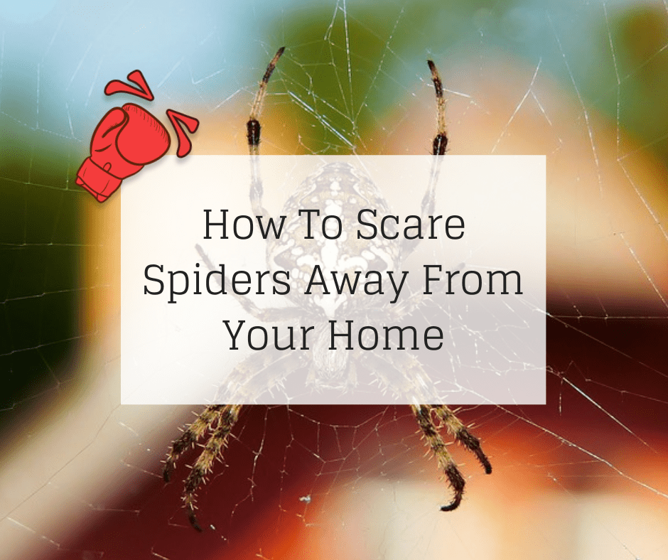 How To Scare Spiders Away From Your Home Knockout Pest Control