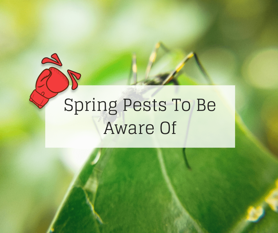 Knockout Pest Control Jacksonville Fl at Simone Hanke blog