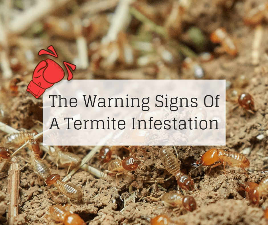 The Warning Signs Of A Termite Infestation Knockout Pest Control