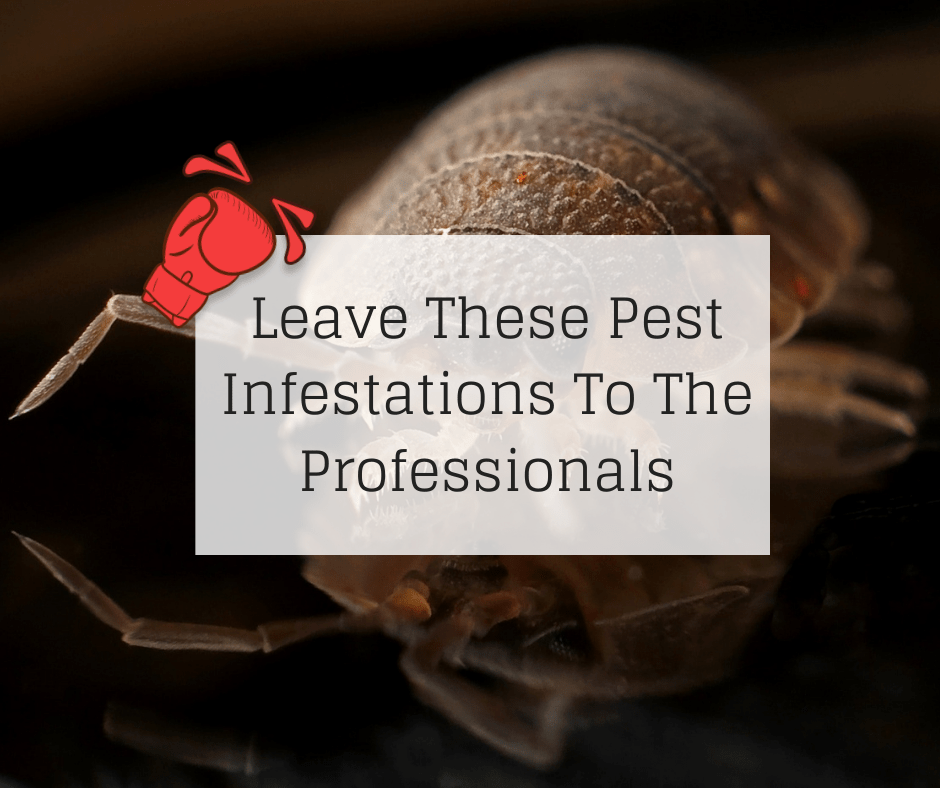 Leave These Pest Infestations To The Professionals Knockout Pest Control