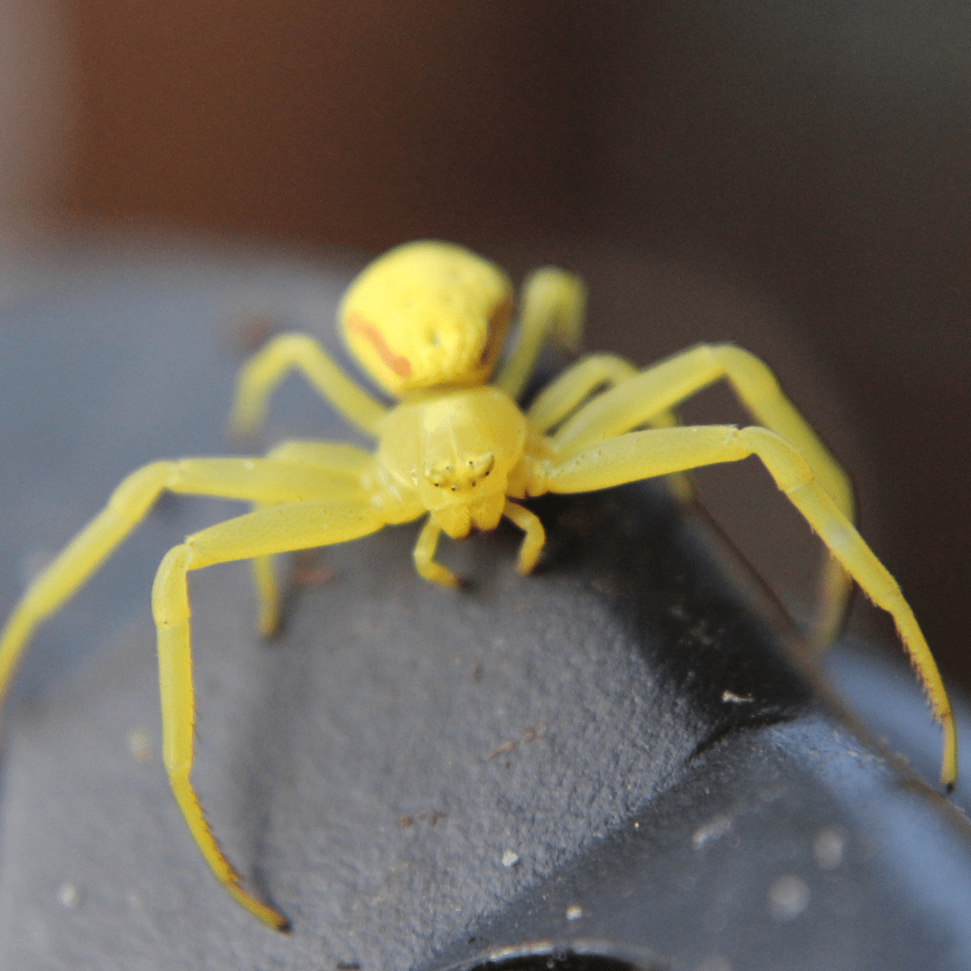 The 5 Most Common Spiders in New York Homes Knockout Pest Control