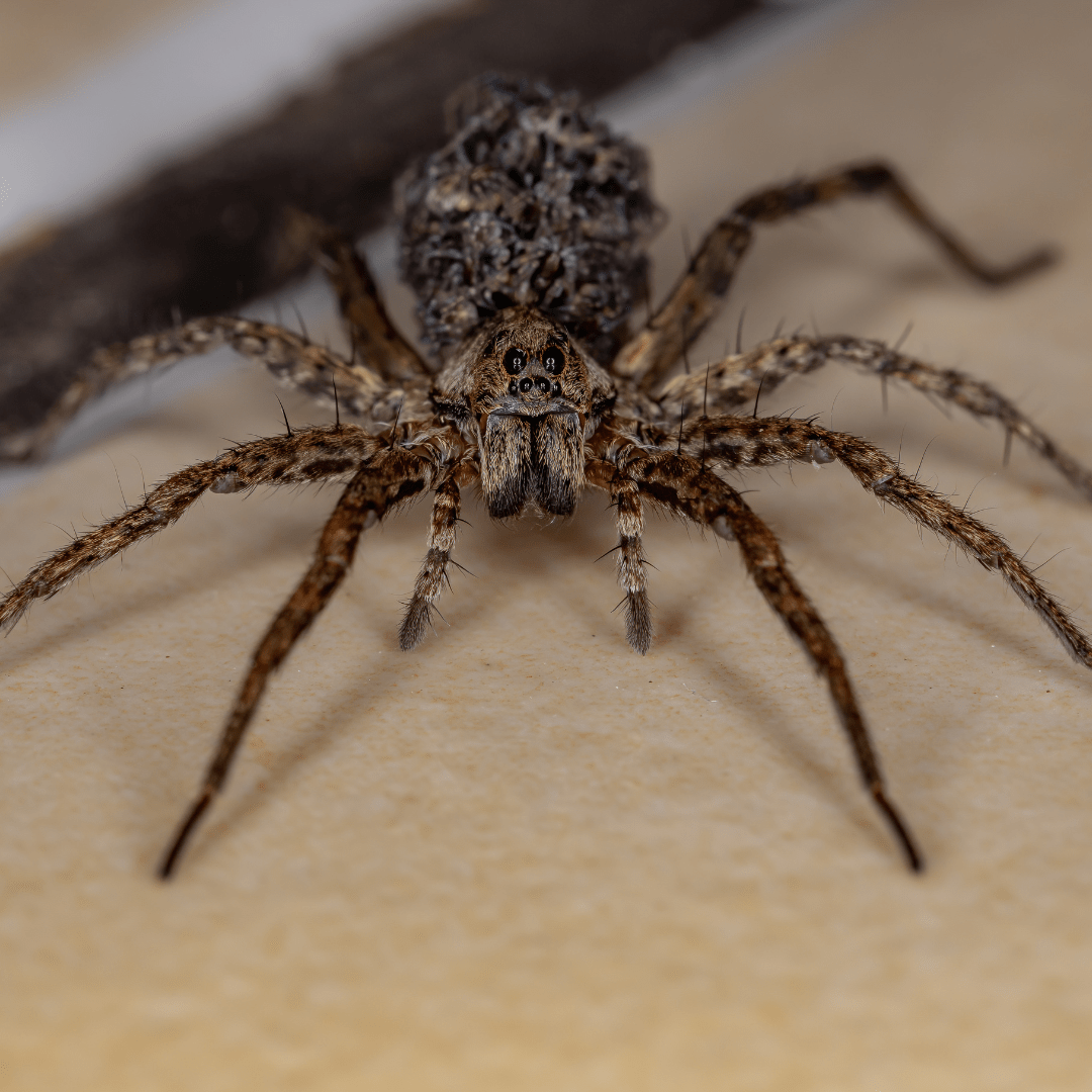 The 5 Most Common Spiders in New York Homes Knockout Pest Control