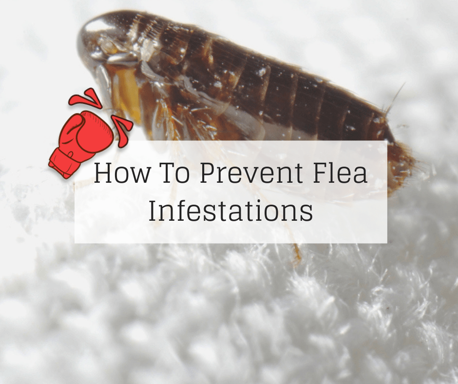 How To Prevent Flea Infestations Knockout Pest Control
