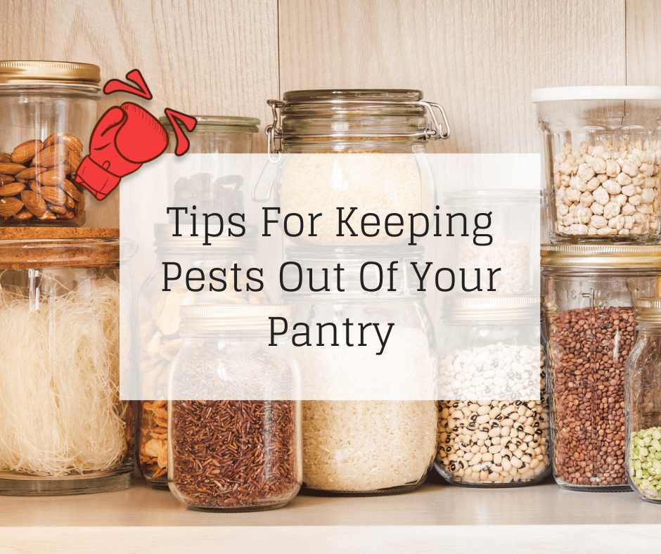 Tips For Keeping Pests Out Of Your Pantry Knockout Pest Control