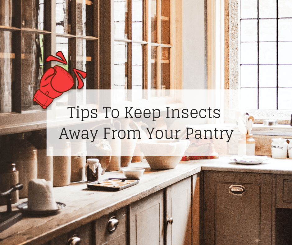 Tips To Keep Insects Away From Your Pantry Knockout Pest Control