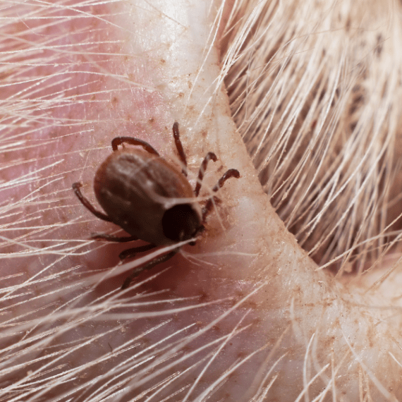 Services Archive Knockout Pest Control