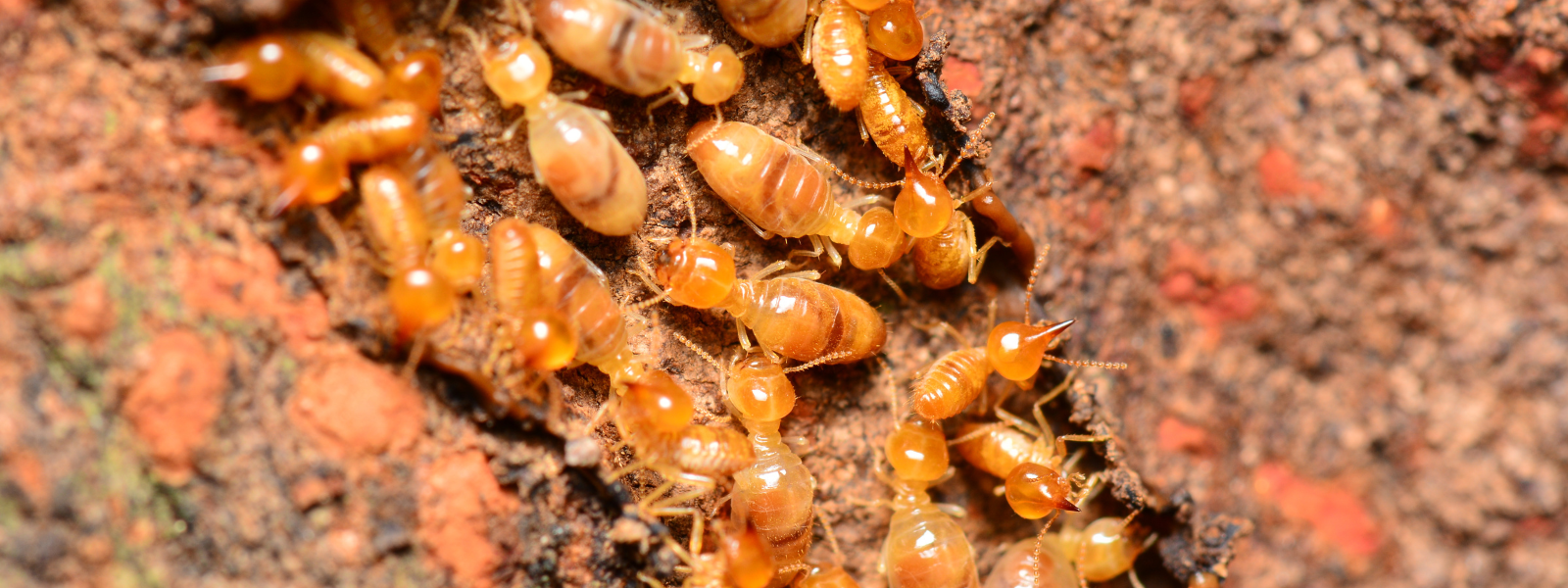 Termite Pest Control Knockout Pest Control