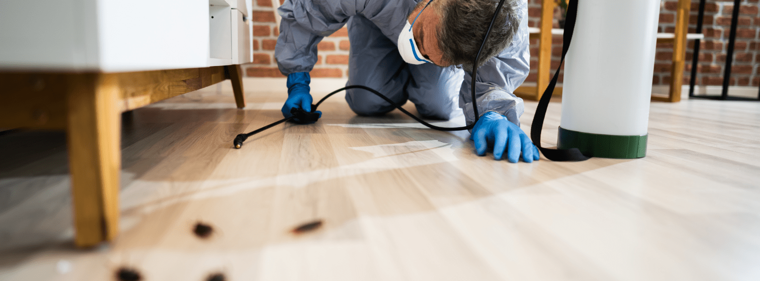 Knockout Pest Control Trusted By New York Since 1975