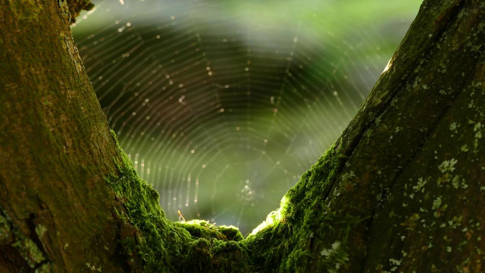 Spiders KnockOut Pest Control Jacksonville Exterminators