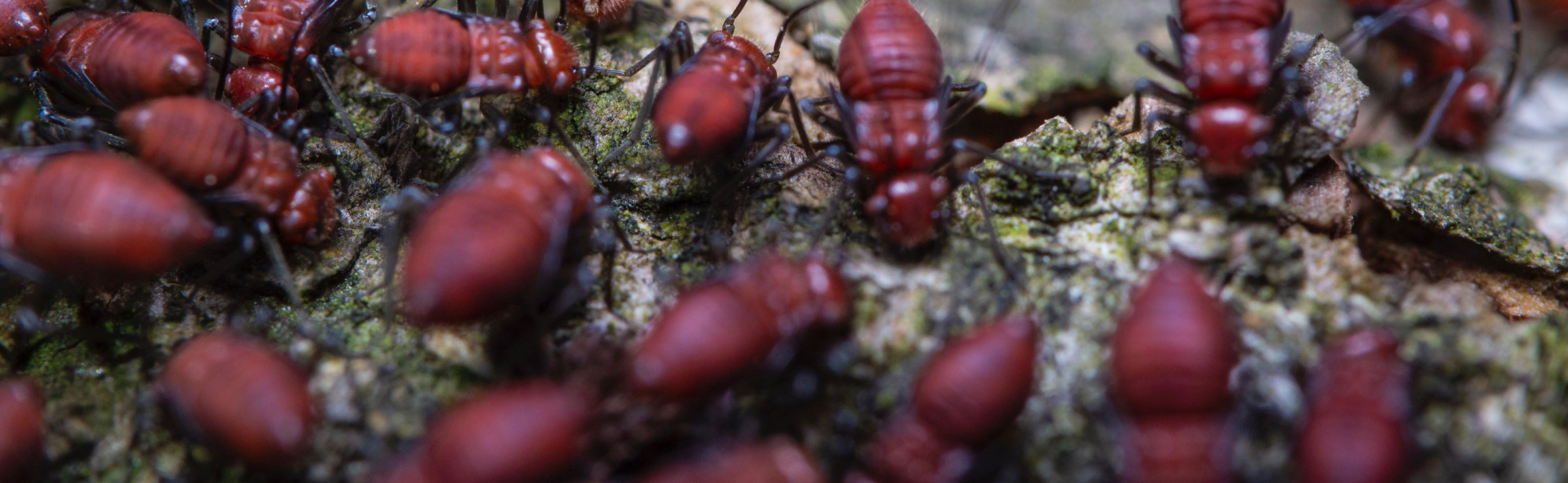 Unveiling the Swarming Season Understanding the Phenomenon of Termites