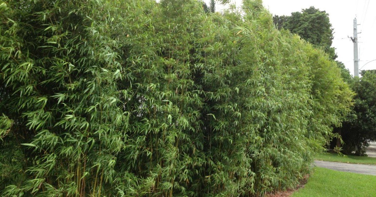 Alternatives To Hedges For Privacy at Javier Lukes blog