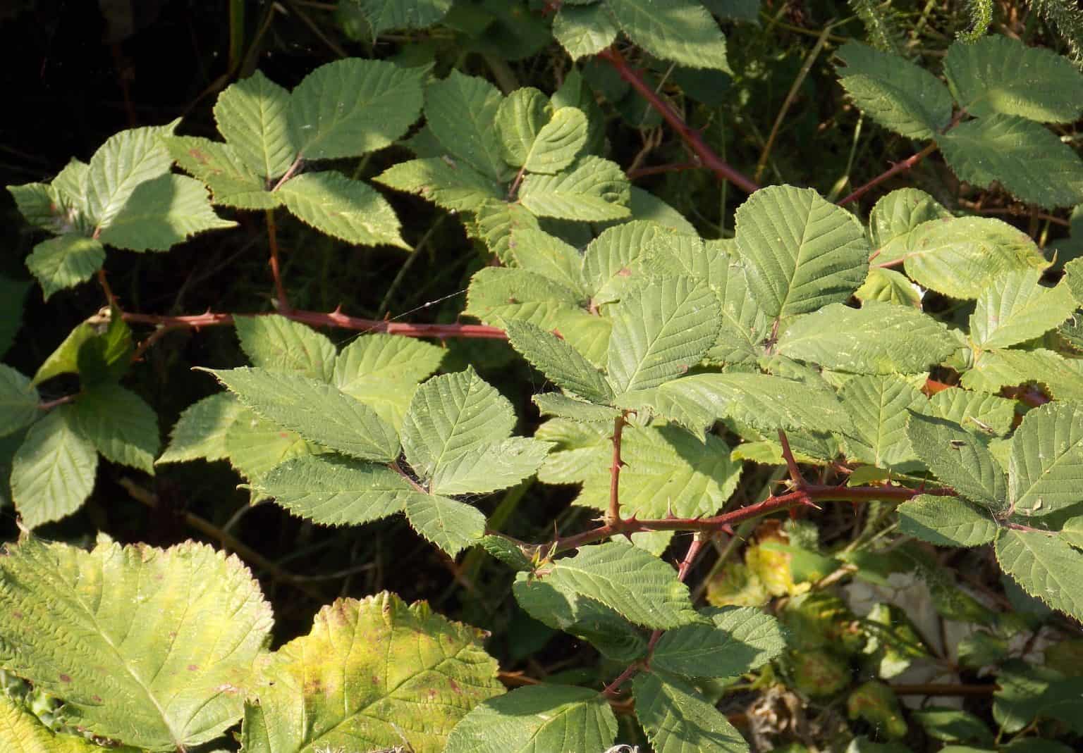 Brambles Ultimate Indepth Guide & How to Get Rid of it