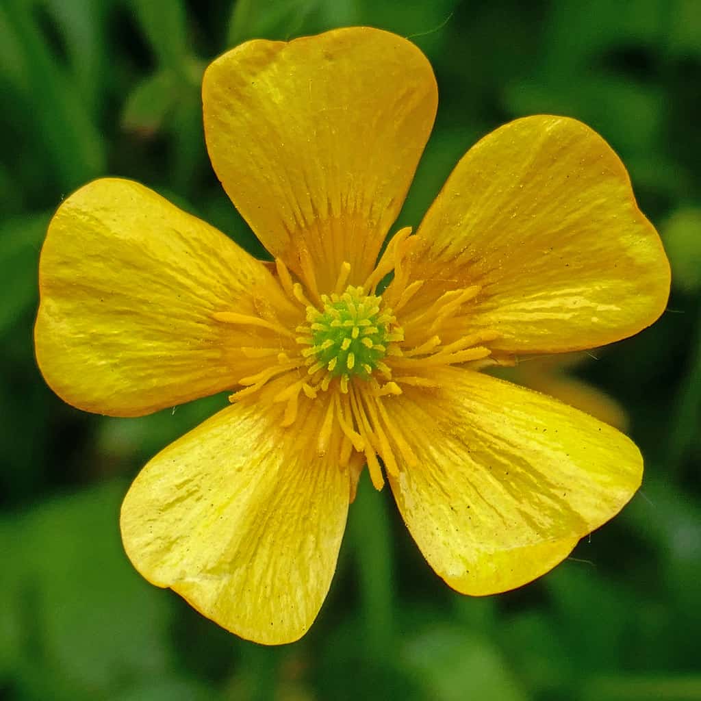 Creeping Buttercup Ultimate Indepth Guide & How to Get Rid of it
