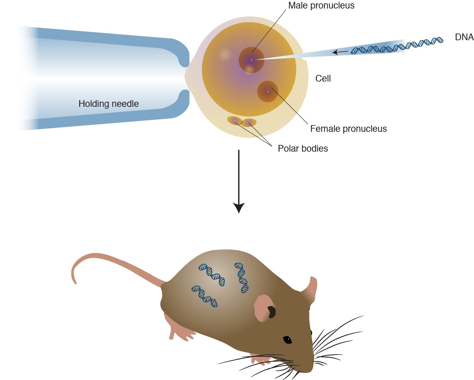 Transgenic Generation