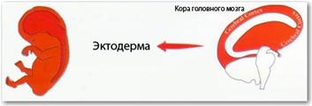 Фото 40: 5 биологических законов новой немецкой…