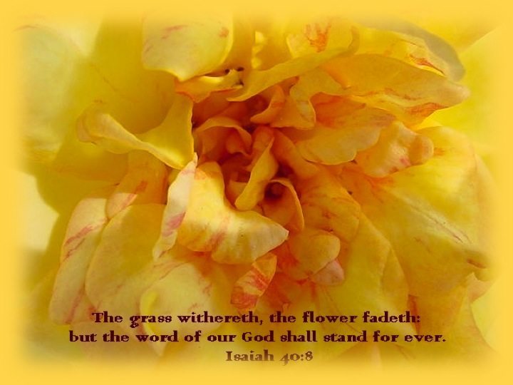 Isaiah 408 The grass withers, the flower fades,But the word of our God
