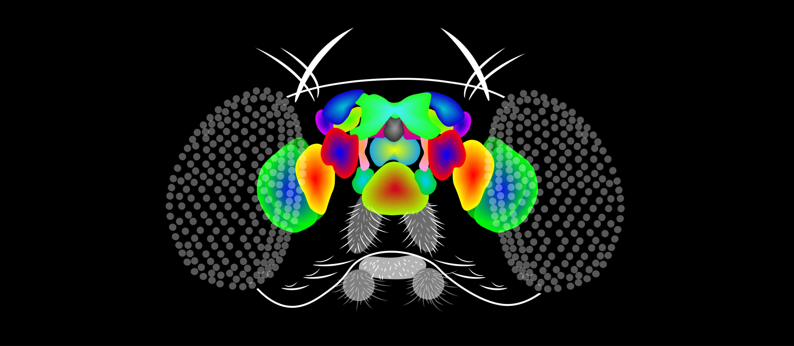 One Small Map for Fruit Flies, One Giant Leap for Neuroscience