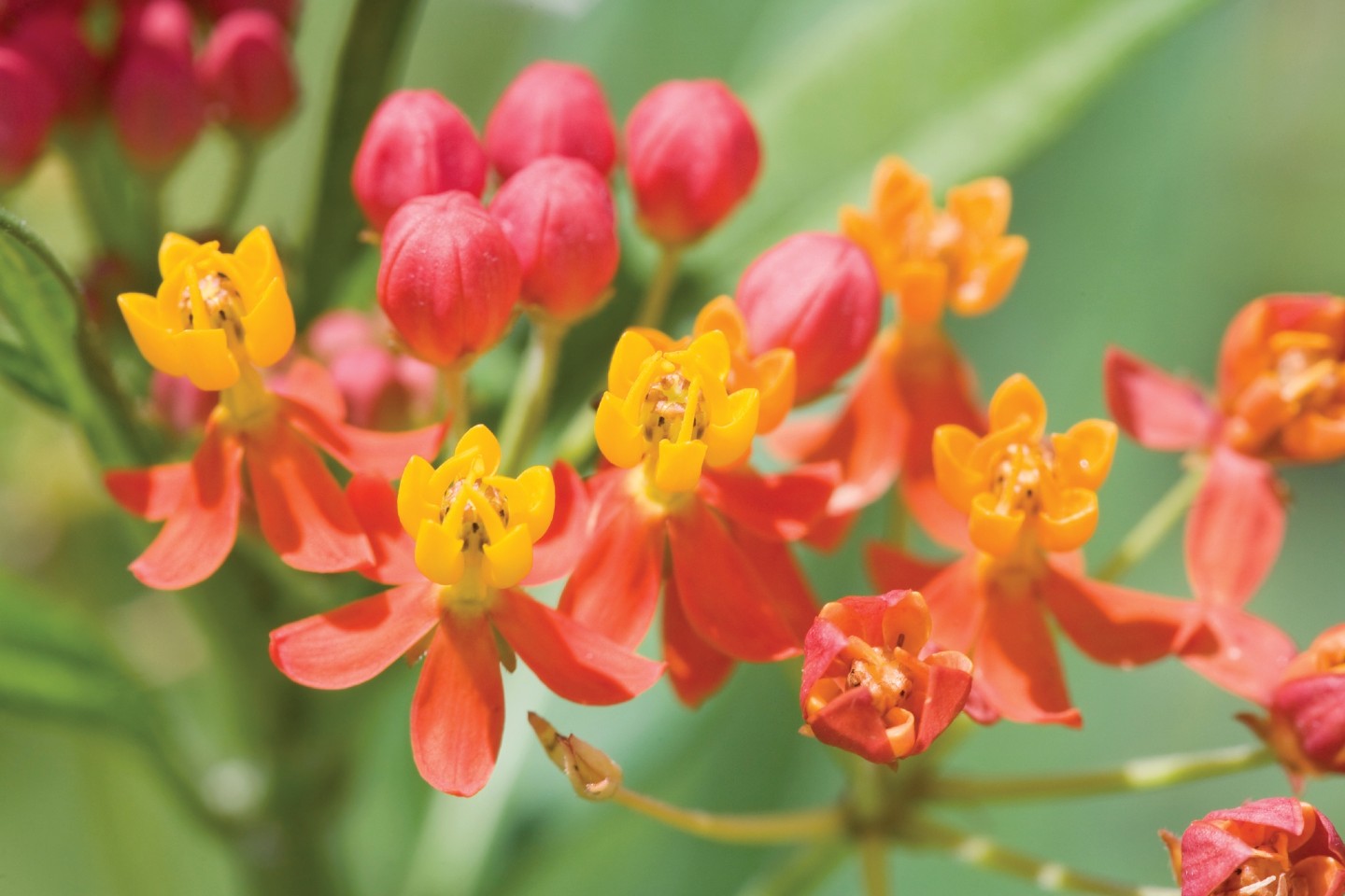 What Causes Flowers to Open?