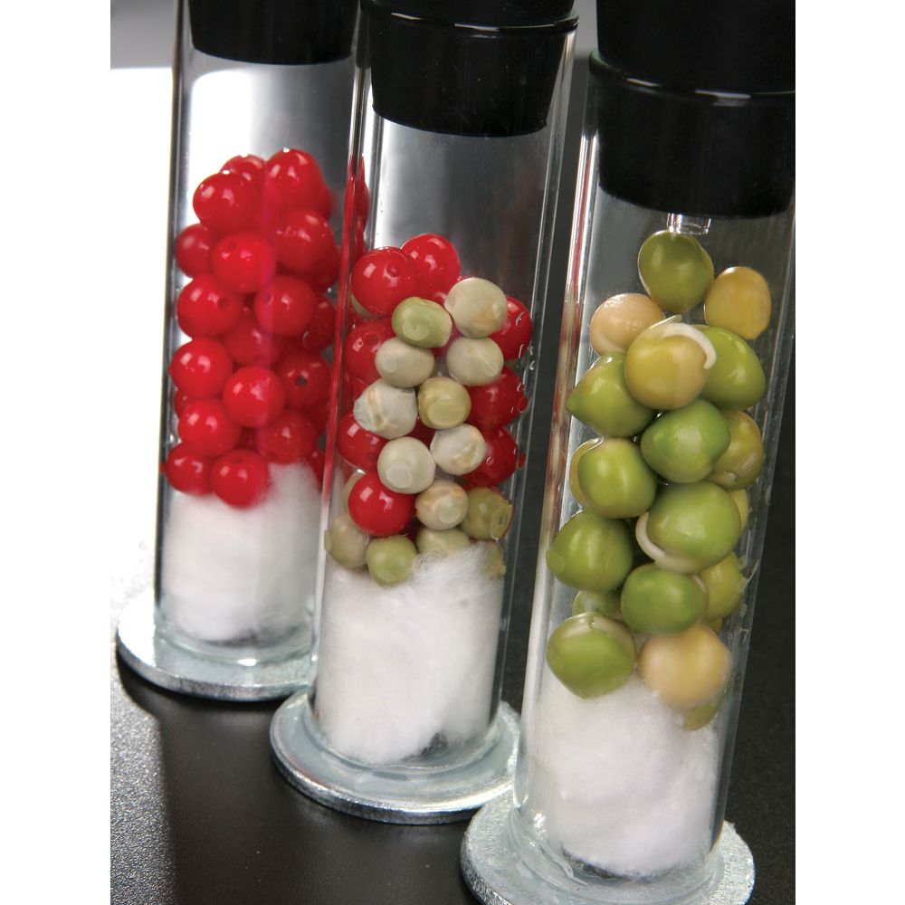 Demonstrating Cellular Respiration and Fermentation Carolina