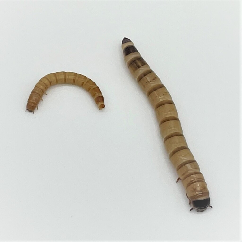 Mealworms and Superworms in the News Carolina Knowledge Center