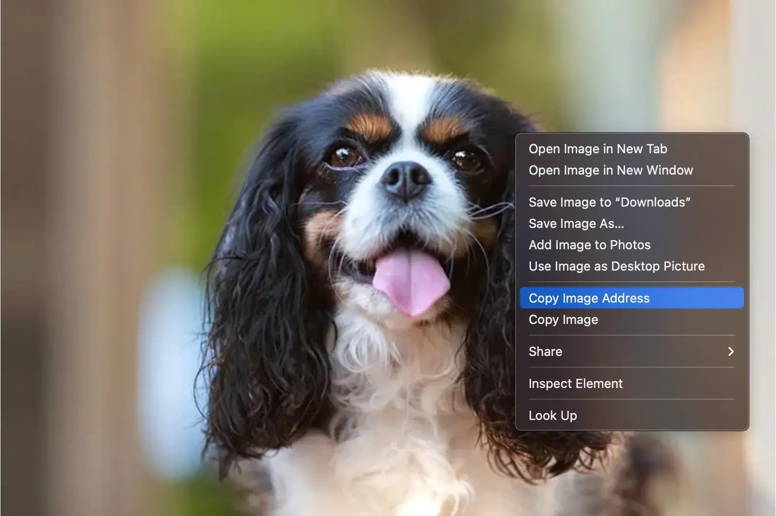 4 Ways to Get a URL for an Image