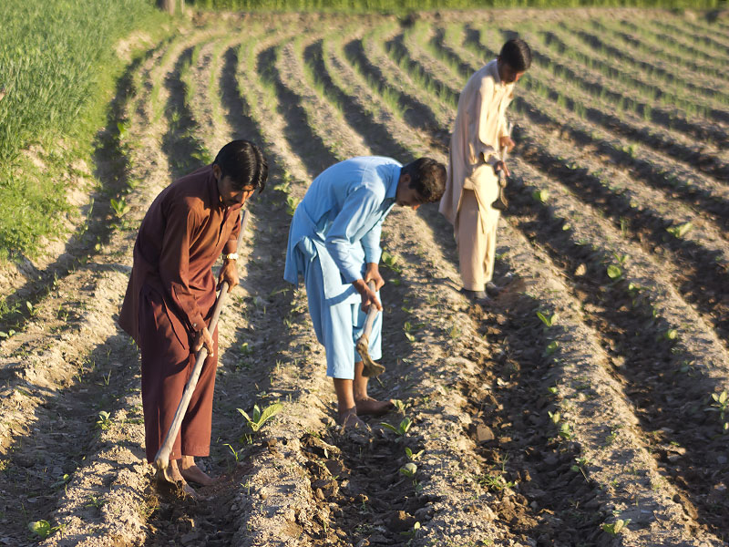 PhD Research on Climate Change Mitigation in Smallholder Agriculture of