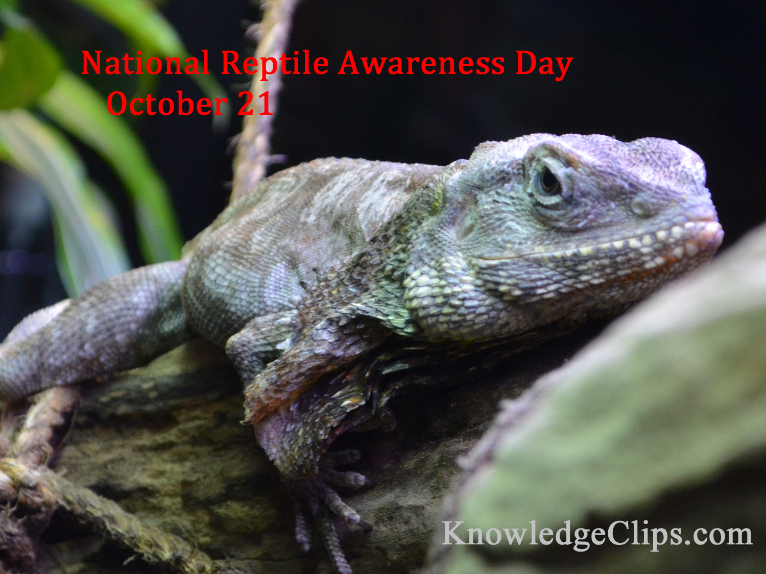 Reptile Awareness Day 2023 Calendar - Knowledge Clips