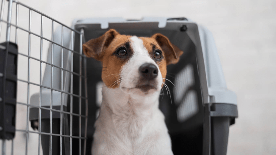 How and Where to Find Good Pet Transporters Knowledge Out