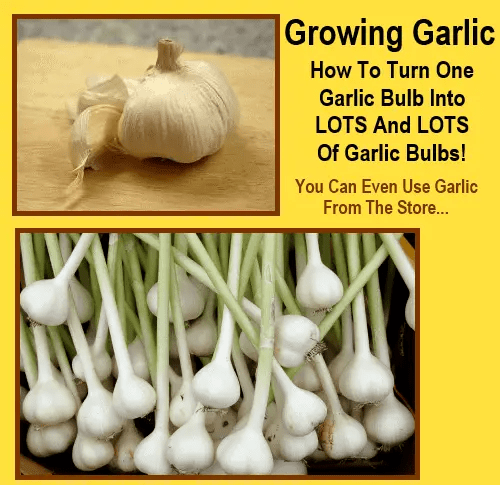 How Many Tablespoons In One Clove Of Garlic Ultimately, your goal isn