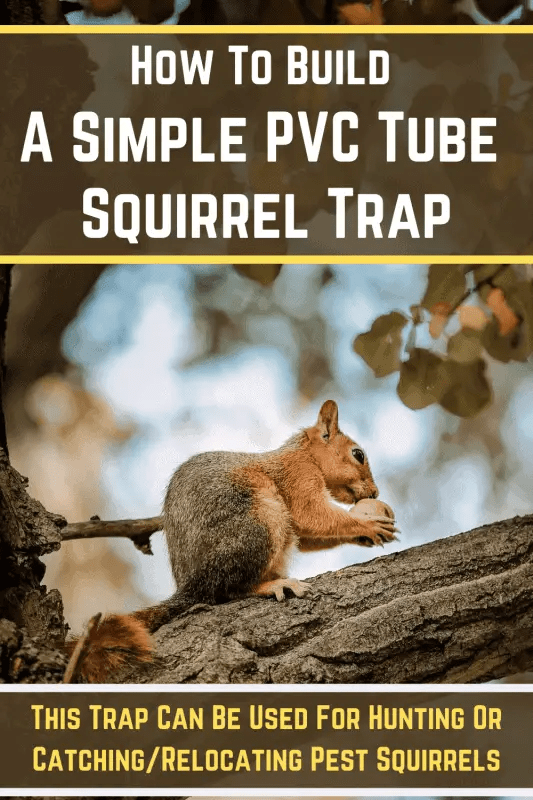 How To Build A Simple PVC Tube Homemade Squirrel Trap