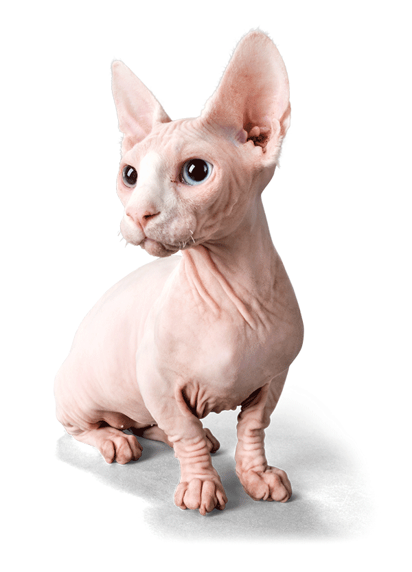 Kensington Pharmacy Maryland Store] KnowlesWellness