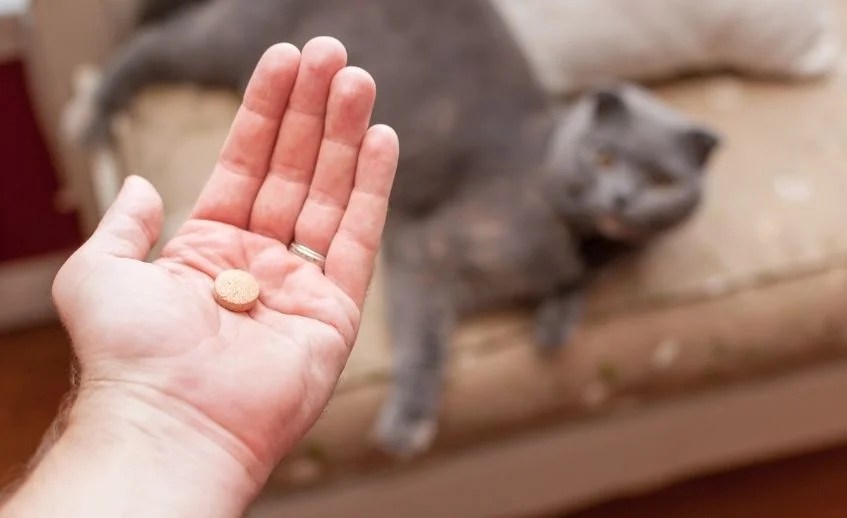 Pet Meds without Prescription All You Have to Know KnowlesWellness