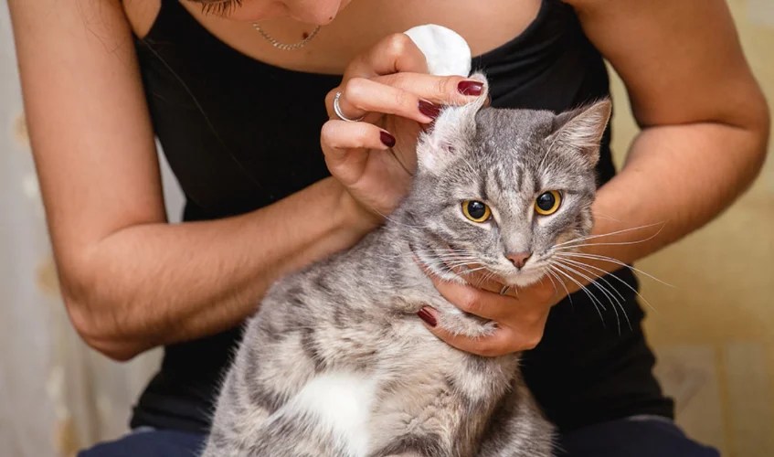 All about Compounded Medications for Cats KnowlesWellness